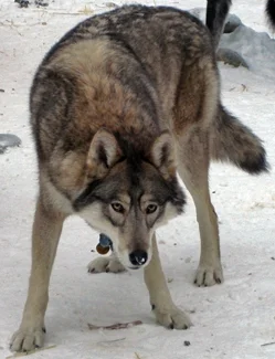 PSYCHEDELIC - Northern Inuit Dog. Najpiękniejsze #psy przypominające wilki. Psy z tej...