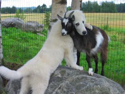 l-da - #psy #kozy #zwierzęta #lato #natura #zdjęcia #fotografie
