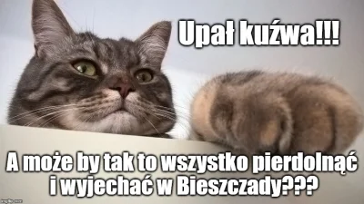 cviet - Juz rok jak Mieczyslaw u mnie zamieszkal :)
#kotmieczyslaw #heheszki #humoro...