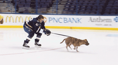 n.....n - #hokej #nhl #gif #pies #zaprzeg