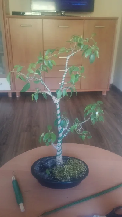 Wymazz - Mój ficus po pierwszym drutowaniu.

#Bonsai #drzewko #niegownowpis