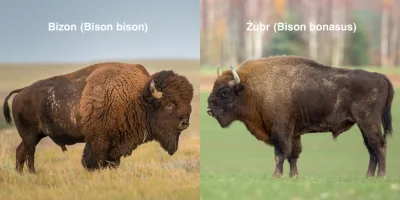 Amadeo - > Żubrzątko

(｡◕‿‿◕｡)

 Czym rózni się żubr od bizona

 Są to dwa różne ...