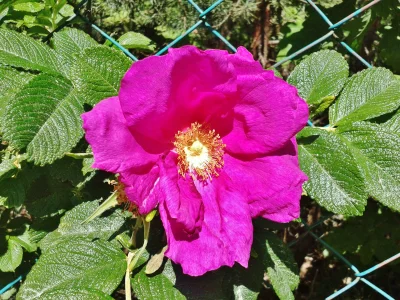 S.....r - róża :)

#przyroda #kwiaty #roza #biologia #natura #ogrod
