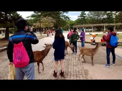 gd-on - Czego to się nie zrobi dla wafelka...
Nara, Japonia