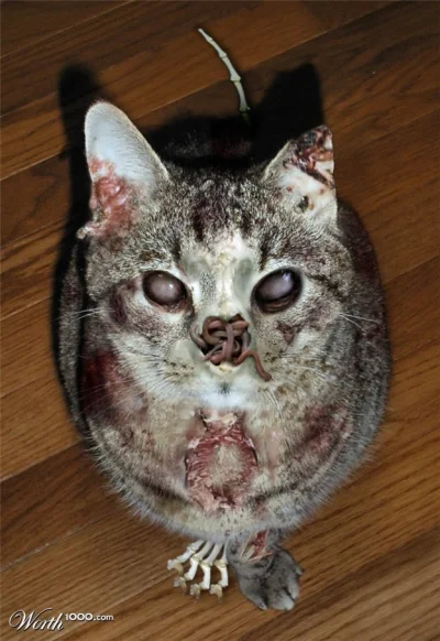 borsiu - #zombieanimal długo nic nie wrzucałem #kot