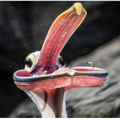 echopraksja - Pelikan łykający mini zarzutkę #zwierzaczki