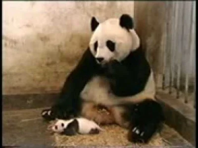 p.....7 - @jeanpaul: no i co a nie mógł autor napisać Fiata panda, nie jestem czepial...