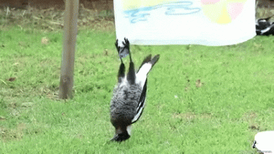 toxa - No Janusz co ty odwalasz??? ( ͡º ͜ʖ͡º)
#heheszki #gif #smiesznypiesek #smiesz...