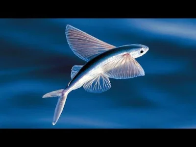 Trajforce - The Evolution of Flying Fish

#ewolucja #ryby #gruparatowaniapoziomu #p...