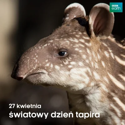massakra - 27 kwietnia światowy dzień tapira!