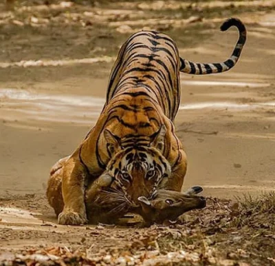 I.....o - #antybambinizm <<<codzienna dawka polujących zwierzątek
#zwierzaczki #tygr...