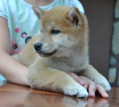 sajko - Nasz shiba rośnie jak na drożdżach! Jutro kończy 8 tygodni! Za tydzień w sobo...