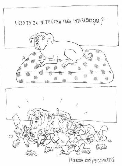 phalaenopsis - Cała prawda o posiadaniu psa (╥﹏╥)

#psy #zwierzaczki #smiesznypiesek ...