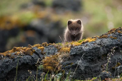 B4loco - Młody lisek polarny.
Fot. Einar Gudmann

#fotografia #natura #zwierzeta #...