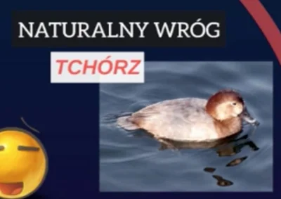 S.....u - Tak wygląda tchórz:

http://www.medianauka.pl/biologia/grafika/ssaki/tchorz...