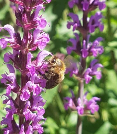 theindependent - #pszczoly #natura

Pięknie podjadały sobie pszczoły w ubiegłą nied...
