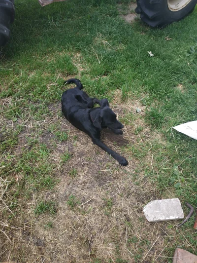 BroWarPolskaS1337 - Czemu mój pies je ziemię? #pokazpsa #kiciochpyta #psy