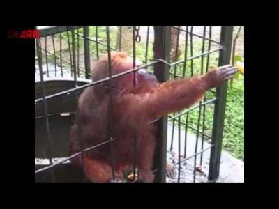 uwuX - @JRtI: A ta małpa łamie banany w pół i je ze środka. Nie pytam jak jedzą małpy...