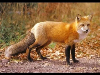P.....f - @mactrix: może lisica? One tak drą japę, że można ze strachu w gacie narobi...
