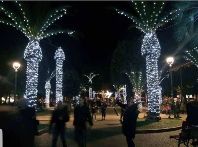 noekid - dlaczego ozdabianie palm świątecznymi światełkami na #swieta to zły pomysł
...