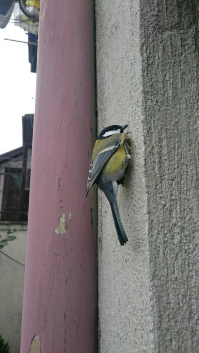 Kaczorra - A najpierw odleciała na ścianę i tam siedziała jeszcze chwilę, zanim całki...