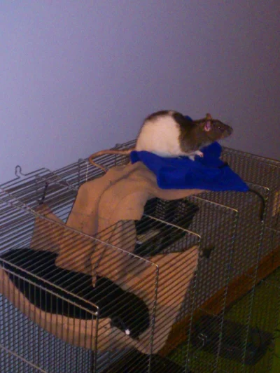 Roballo - Szczur od jakiś 10 minut zbiera manatki z klatki i przenosi je na podłogę X...