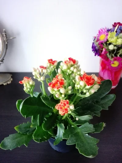 ziemniakzcebula - Mirki ogrodnicy , co to za kwiatek? :) 
#ogrodnictwo #ogrod #kwiaty...