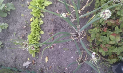 sentis77 - Ale w tym roku rośnie ta cebula ( ͡° ͜ʖ ͡°)

#cebula #plantacja #polakibie...