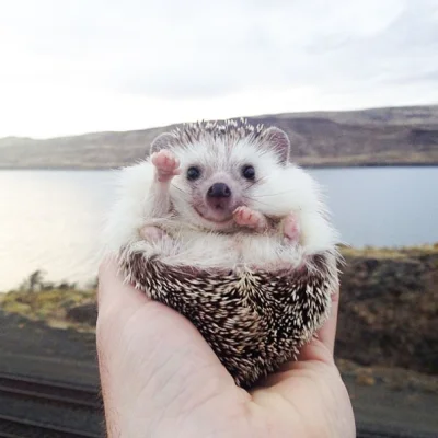 nawon - Hej heniek 

Więcej jeży http://instagram.com/biddythehedgehog

#zwierzac...