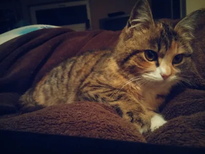 Althea - #melka mówi #dobranoc :)
#koty #pokazkota