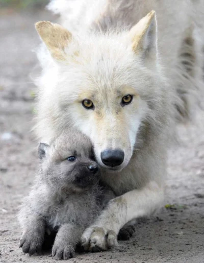 Wulfi - Polarne wilki nie rodzą się całkiem białe, dopiero później jak podrosną to pr...