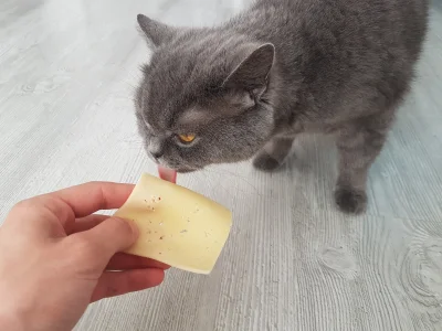 phaxi - koty liżom ser

w komentarzu bonus

#puszystapusia - tag z moim kotem do ...