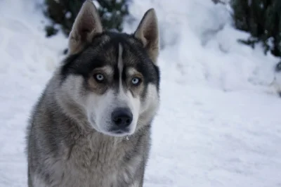 Wilier - Husky są najlepsze. 
mój haszczak, niestety już od 3 lata go nie ma z nami ...