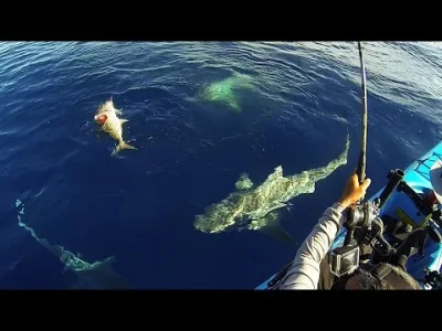 Iron_Maan - Obajrzyjcie ten filmik od 8:00

Ten sam gość, jak rekiny kradły mu rybę...