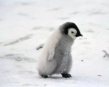pieczarrra - chciałabym mieć małego, przytulaśnego pingwinka



#chce #zwierzaczki