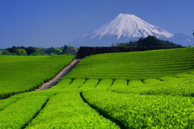 Artktur - Góra Fudżi nad plantacją herbaty.

Fudżi – czynny stratowulkan i zarazem ...