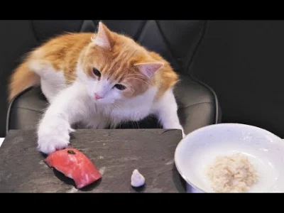 dresmix - #sushi i #koty razem :D