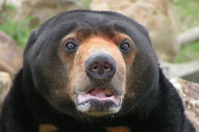 Czlowiekiludz_zarazem - #8 Biruang: gatunek niedźwiedzia; najmniejszy przedstawiciel ...