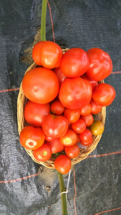 potatowitheyes - #pomidory #ogrodnictwo
Chyba posadziłem za dużo pomidorów w tym roku...
