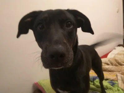 JestemKrzysio - Co tam jesz i dlaczego nie chcesz mi dać? :)
#pies #pokazpsa