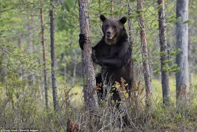 johanlaidoner - Idziesz sobie normalnie w tajdze w Finlandii, a tu nagle...
Na prawi...