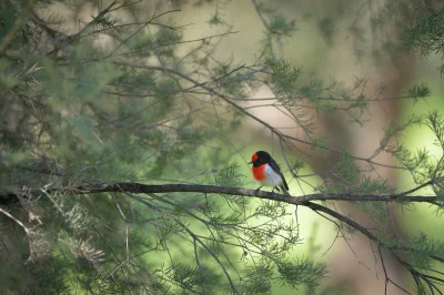 angelosodano - Skalinek czerwonoczelny (Petroica goodenovii)_
#vaticanouccello #ptak...