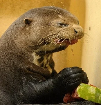 Pieskor - Właśnie kupiłem liquid Big Mouth o smaku frozen berries i powiem tak - jest...