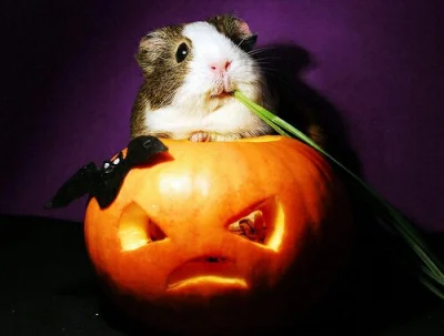 cmentarnapolka - Rozpoczynam serię Halloweenowych świniorów! 

#dailyswinior #swinkam...