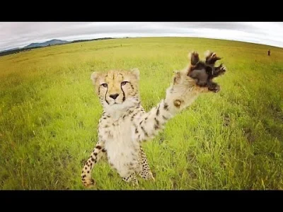 C.....r - Gepar ganiający za dronem :3
#gepard #duzekoty #kot #kotek #koty #zwierzac...