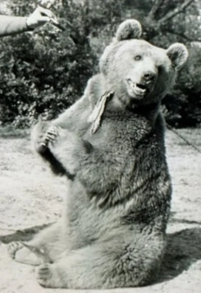 trevorphilip - niedźwiedziewojtek #niedzwiedzie