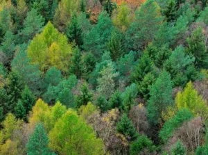 RFpNeFeFiFcL - Badacze: musimy dostrzec różnicę między lasami naturalnymi i gospodarc...
