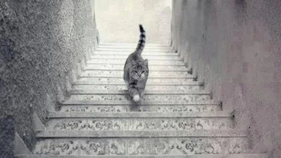 oligarcha - Czy ten kot wchodzi czy schodzi po schodach?
#kot #koty #zwierzaczki #mi...