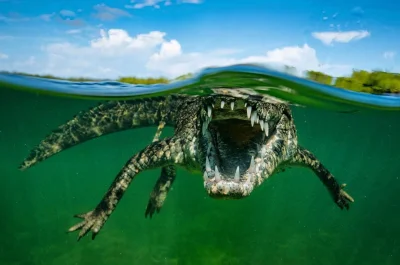 ntdc - Amerykański krokodyl wita Cię w namorzynach Ogrodów Królowej na Kubie.

#kro...