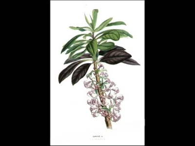 Atticuspl - Respected lovers of flora - this is Wawrzynek (Daphne L.) - a type of pla...